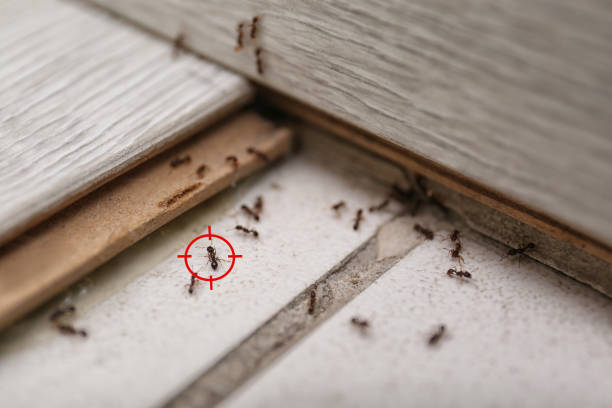 Best Cockroach Control Services  in Copperas Cove, TX
