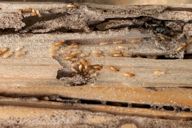 Best Local Pest Control Services  in Copperas Cove, TX